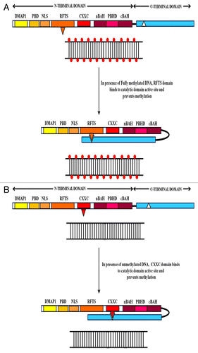 Figure 3. The figure represents the various auto-inhibitory mechanisms that prevent any unforeseen and un-programmed de novo methylation by DNMT1.This arrangement acts as a failsafe against uncontrolled methylation by DNMT1 to protect the genome from being transcriptionally silenced at several gene loci that are crucial for growth and differentiation. (A) When DNMT1 bind with fully methylated DNA, the RFTS domain in the N-terminal region is inserted deeply into the active site in the catalytic region; thus, inhibiting the enzyme from needlessly methylating the genome de novo. (B) When DNMT1 binds to an unmethylated site, the CXXC domain acts as a sensor for the methylation status of the substrate excludes the substrate from the catalytic center, thus avoiding any erroneous methylation in previously unmethylated regions.