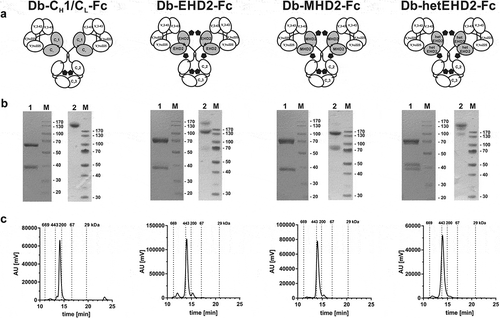 Figure 2. Biochemical characterization of Db3-43xhu225-Ig molecules. (a) Schematic illustration of Db3-43xhu225-Ig molecules using CH1/CL, EHD2, MHD2, or hetEHD2 as dimerization module. (b) SDS-PAGE analysis of Db3-43xhu225-Ig molecules under reducing (1) or non-reducing (2) conditions (4–12% PAA gradient). Proteins were stained with Coomassie blue. (c) Size-exclusion chromatography of Db3-43xhu225-Ig molecules by HPLC using a Tosoh TSKgelSuperSW column.