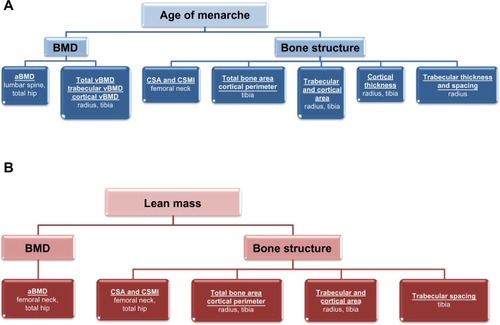 Figure 3 Strong predictors of bone mineral density and bone structure in exercising women according to recent investigations.