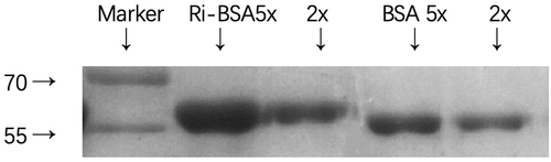 Figure 5. SDS-PAGE of carrier proteins and conjugates(Lane 1: ri-BSA 5-fold dilution; Lane 2: ri-BSA 2-fold dilution; Lane 3: BSA 5-fold dilution; Lane 4: BSA 2-fold dilution).