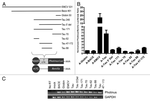 Figure 2. The majority of the tau 5′ leader is required for IRES activity. (A) Schematic representation of deletions made from the 5′ or 3′ ends of the tau 5′ leader. Each deletion was inserted upstream of the Photinus luciferase gene. All RNAs were co-transfected with an m7G capped Renilla luciferase mRNA as a transfection control. (B) Transfections were done in SK-N-SH cells for 4 hrs. Photinus to Renilla luciferase ratios are normalized to the negative control, β-globin, which is given a value of 1. BACE 1 was also used as a negative control and EMCV IRES serves as the positive control for IRES activity. All transfections were performed in triplicate. Normalized P/R ratios are reported, (n = 6 ± S.E.M.). (C) Semi quantitative PCR of RNA isolated from the transfected cells was amplified with gene specific primers to either the Photinus luciferase or GAPDH ORF.