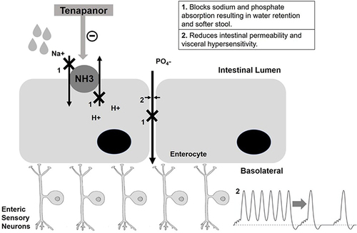 Figure 1 Tenapanor’s mechanism of action. Tenapanor inhibits NH3 that results in sodium retention in intestinal lumen. It also blocks phosphate absorption resulting in water retention and softer stools. It reduces visceral hypersensitivity. Na+, sodium ions; H+, hydrogen ions; PO4 –, phosphate; NH3, sodium/hydrogen ion exchanger isoform-3.