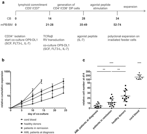 Figure 1. CD34+ HSPC from adult sources show slower in vitro maturation kinetics and less expansion compared to cord blood HSPC. (a) Culture protocol. Numbers indicate time (in days) of co-culture. Abbreviations: CB, cord blood; mPB, mobilized peripheral blood; BM, bone marrow; DP, double positive; SCF, stem cell factor; FLT3-L, FLT3 ligand; IL, interleukin; RV, retroviral. (b) Kinetics of expansion before transduction in OP9-DL1 co-cultures of HSPC from cord blood (n = 7), healthy donors (n = 12), patients in remission after chemotherapy (n = 15) and AML patients at diagnosis (n = 12). Mean ± s.d. is shown. T-cell committed progenitors in cord blood co-cultures were transduced at day 14, in co-cultures from adult HSPC at later timepoints (d19 or d24). (c) Relative cell numbers (i.e. cell numbers obtained when theoretically starting from a single CD34+ cell at day 0) at day 14 of co-cultures from cord blood (n = 7), healthy donor (n = 13), patient in remission after chemotherapy (n = 16) and AML patient at diagnosis (n = 13) HSPC. Values for individual samples and mean ± s.d. are shown. Mann–Whitney U test was used to assess statistical significance. P-value < 0.05 (*), P < 0.01 (**) and P < 0.001 (***)