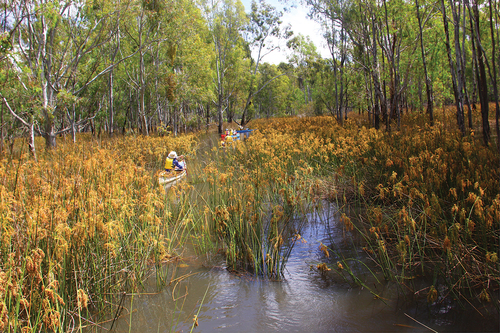 Figure 2. Paddling through giant rush (Juncusignens) in a flooded tributary to Barmah Lake. Image by ScottJukes.