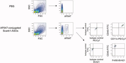 Figure 2. The accumulation of intratracheally administered LNA-ASOs in murine alveolar macrophages. AF647-conjugated Scarb1-ASOs were intratracheally administered to C57BL/6 mice. Two hours later, the lung was collected and AF647-positive cells were detected using flow cytometry. Alveolar macrophages were identified as CD45+, F4/80+, and CD11c+.