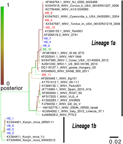 Fig. 2 Phylogenetic analysis of identified West Nile virus sequences from humans, pooled mosquitoes and birds in the Monastir governorate, Sahel region, Tunisia.Phylogenetic analysis was performed using Bayesian analysis based on the TN93 evolution model, a gamma distribution and invariable sites. The tree includes 12 strains isolated in this study and 27 homologous nucleotide sequences from the West Nile virus NS5 gene obtained from the GenBank library. HS human sample, MS mosquito sample, BS bird sample