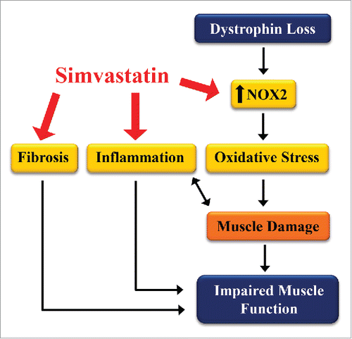 Figure 1. Simvastatin inhibits pathogenic pathways that impair muscle function in dystrophic muscle. Loss of dystrophin increases inflammation, fibrosis, and oxidative stress by NOX2. This leads to muscle damage and progressive weakness. Simvastatin reduces each of these pathways (red arrows), improving muscle health and function.