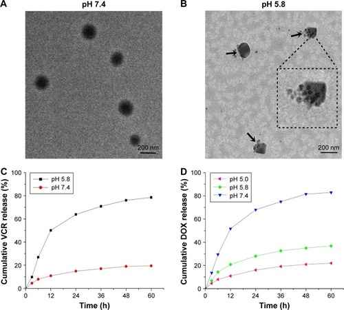 Figure 3 In vitro release characteristics of the nanoparticles with pH sensitivity. (A) TEM images of CS-ALG@TPGS-PLGA NPs incubated with PBS at pH 7.4 for 6 h. (B) TEM images of CS-ALG@TPGS-PLGA NPs incubated with PBS at pH 5.0 for 6 h. (C) The release curve of VCR from CS-ALG@TPGS-PLGA-VCR NPs in PBS (pH 7.4 and pH 5.8). (D) The release curve of DOX from CS-ALG-DOX NPs in PBS (pH 7.4, pH 5.8, and pH 5.0).Notes: The data of (C) and (D) are presented as the mean values ± SD (n=3). Black arrows indicate that some smaller NPs released from the larger NPs.Abbreviations: TEM, transmission electron microscope; CS-ALG-DOX NPs, chitosan-alginate nanoparticles carrying doxorubicin; TPGS-PLGA-VCR NPs, vitamin E D-α-tocopheryl polyethylene glycol 1000 succinate-modified poly(lactic-co-glycolic acid) nanoparticles carrying vincristine; PBS, phosphate-buffered saline; SD, standard deviation; VCR, vincristine; NPs, nanoparticles; DOX, doxorubicin.