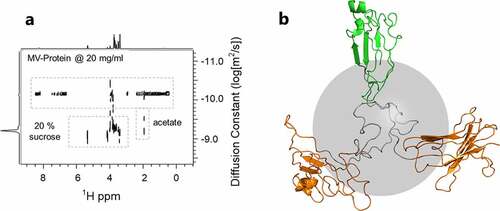 Figure 4. (a) The diffusion behavior of all protonated solution components can be monitored in situ under formulation conditions using a protein-enhanced DOSY experiment. (b) Model of a flexibly linked trivalent-VHH, with hydrodynamic radius Rh 3.7 nm. The gray sphere indicates the hydrodynamic radius of 2.8 nm expected for a compact, single domain 42 kDa protein.(Figure 4) – Diffusion behavior of protonated solution components (protein, sucrose, acetate buffer) along with model of flexibly linked trivalent VHH.