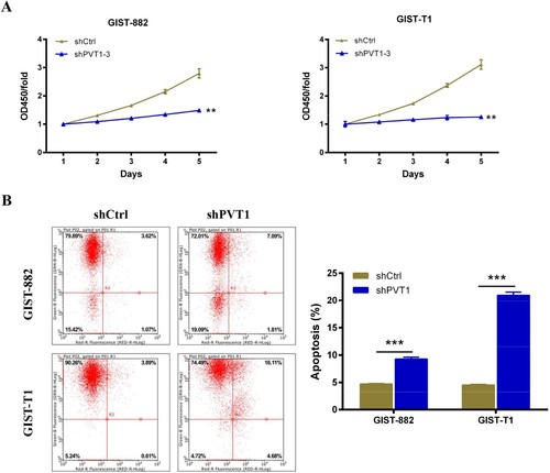 Figure 2. The apoptosis of GIST cells was increased after PVT1 knockdown. (A) The viability of GIST-882 and GIST-T1 cells were reduced after shPVT1 transfected. (B) The effect of PVT1 expression alteration on cell apoptosis was detected by FACS analysis. **P < .01 and ***P < .001.
