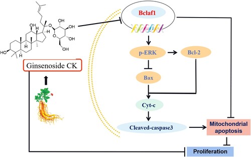 Figure 8. CK induces mitochondrial apoptosis in human liver cancer cells by inhibiting the ERK pathway via Bclaf1.