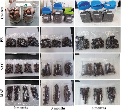 Figure 1. Visual appearance of packaged (PE – polyethylene; VAC – vacuum; MAP – modified atmosphere packaging) and control chestnuts throughout storage