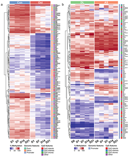 Figure 3. (a) Methylation heatmap of 209 DMRs with relative methylation difference ≥ 30% in the promoter or gene body regions between control SMSCs and osteogenic induced SMSCs at each time point. (b) Methylation heatmap of 143 DMRs with relative methylation difference ≥ 30% in the promoter region between AS and DL prior to and after osteogenic differentiation at each time point.