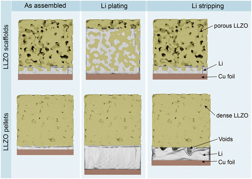 Figure 2. Schematics of Li plating and stripping at dense or porous Li/LLZO interface.