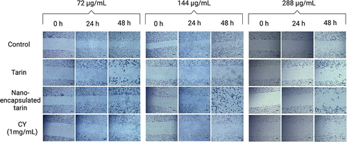 Figure 3 Migration of MDA-MB-231 adenocarcinoma cells treated with free or nano-encapsulated tarin. Photomicroscopies of the scratched areas were captured at 0 h, 24 h and 48 h after incubation with free tarin or nano-encapsulated tarin at 72, 144 and 288 µg/mL; CY- cyclophosphamide at 1 mg/mL or medium (control). Images were obtained in triplicate under an inverted microscope at a 40x magnification. Scale bars represent 200 μm.