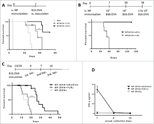 Figure 3. Antitumor effects of (OVA+α-GalCer) nanoparticle immunization. (A) Mice were immunized on day 0 with indicated vaccines and B16.OVA cells were subcutaneously inoculated on day 7(dotted line). Survival results of two independent experiments were shown. Censored data points were shown with symbols. PBS, n= 7; NP(OVA+TLR-L), n=8 and NP(OVA+ α-GalCer), n=8. (B) Vaccinations were performed on day 0 and tumors were inoculated on day 7 as in A. NP(OVA+ α-GalCer) group was re-challenged with tumor cells on day 50 and 78 (dotted line). NP(OVA+TLR-L) n=6, NP(OVA+ α-GalCer) n=8 . (C) Mice were first subcutaneously inoculated with B16.OVA cells and vaccinations were started individually when each tumor reached ≈30mm3 and repeated three times weekly. NP(OVA), n=7, Mitv=26mm3; NP(OVA+TLR-L), n=13, Mitv=33mm3 ; NP(OVA+α-GalCer), n=19, Mitv=33mm3. Data points of mice culled due to early necrosis were censored. Censored data points were shown with symbols. Mitv: Mean initial tumor volume. *** P < .001.(D) Serum samples were collected 24 h after each vaccination of tumor-bearing mice in (C) and IFN-g levels were determined by ELISA. n=7. Mean results were shown with standard error.