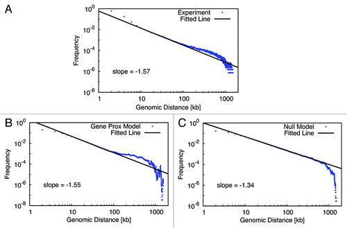 Figure 2. Power-law behavior of intra-chromosomal organization. The chromosomal contact probability is plotted double-logarithmically as a function of the genome distance. A (fitted) straight line indicates a genomic region where a power law is observed. Panels (A) shows the pattern extracted from the experimental data. Panel (B) and (C) show patterns identified from the model with or without gene interaction, respectively. In contrast to the Null Model (C), for the experimental pattern (A) and the Gene Proximity Model (B), a hump of higher interaction frequency is evident at larger genomic scale.