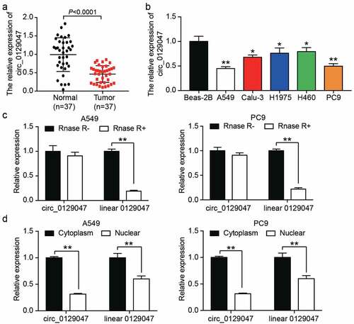 Figure 2. Characterization of circ_0129047 in LAC. (a) RT-qPCR analysis was carried out for circ_0129047 expression in human LAC tissues and adjacent normal tissues, n = 37, Student’s t-test. (b) RT-qPCR analysis was carried out for circ_0129047 expression in different of human LAC cell lines (A549, Calu-3, H1975, H460, and PC9) and normal human bronchial epithelial cell line (Beas-2B), *P < 0.05, **P < 0.001 compared with Beas-2B cell line, ANOVA. (c) The expression of circ_0129047 and linear 0129047 were detected by RT-qPCR in A549 and PC9 cells with or without RNase R treatment, **P < 0.001, ANOVA. (d) The nuclear and cytoplasmic RT-qPCR was carried out to verify subcellular localization of circ_0129047 and linear 0129047 in A549 and PC9 cells, **P < 0.001, Student’s t-test. Data were from three independent experiments and presented as the mean ± SD.