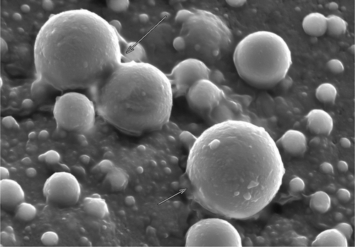 Figure 5. Scanning electron microscopic (SEM) image of low-fat meat emulsion (AGVOT3; 50% fat replacement) samples at 2500×. The arrows suggest possible adhesion between protein, water, and fat molecules and formation of thin film around the oil droplets.