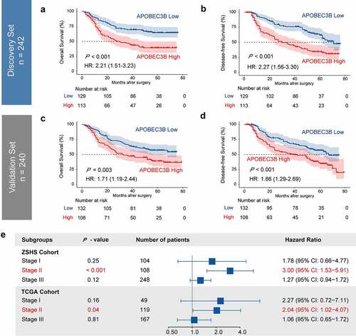 Figure 2. Elevated expression of APOBEC3B predicted poor prognosis in GC. Four hundred and eighty-two patients in ZSHS Cohort were randomly divided into discovery set (n = 242) and validation set (n = 240). a-d, Kaplan–Meier curves indicated poor OS and DFS in patients with APOBEC3B-enriched tumors from discovery set (a, b) and validation set (c, d). e, Forest plot to show hazard ratio (HR) and 95% confidential interval (CI) of APOBEC3B expression in different TNM stages. Elevated APOBEC3B indicated poor OS in TNM stage II patients in both ZSHS Cohort and TCGA Cohort. All P values were two-sided