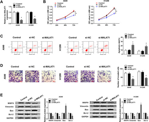 Figure 2 Knockdown of MALAT1 inhibits cell proliferation, invasion and induces cell apoptosis in NSCLC. Si-MALAT1 or si-NC was transfected into A549 and H1299 cells. (A) The interference efficiency was determined by qRT-PCR. (B) Cell proliferation was determined by MTT assay. (C) Cell apoptosis was assessed by flow cytometry. (D) Cell invasion was detected by Transwell assay. (E) Western blot was used to examine the expression of MMP9, Vimentin, Bcl-2 and Bax protein. *P<0.05.