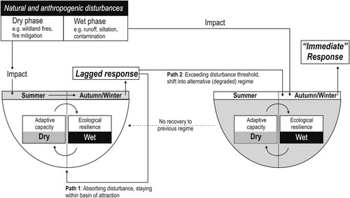 Figure 3. Conceptual model of adaptive capacity and ecological resilience in temporary wetlands emphasizing alternative regimes (white and gray basins of attraction) in which dry and wet phases alternate as part of the natural disturbance regime. Note that the association made with seasons is an overgeneralization made to support the case study (see text). The model associates the latent potential of adaptive capacity and the expression of this potential in the form of ecological resilience in the dry and wet phases, respectively. The model also emphasizes disturbances during dry and wet periods that can lead to different impact–ecological response patterns (Path 1, Path 2). Note: these impact–response patterns have been showcased for one regime in the model for simplicity, but they apply similarly for both regimes.