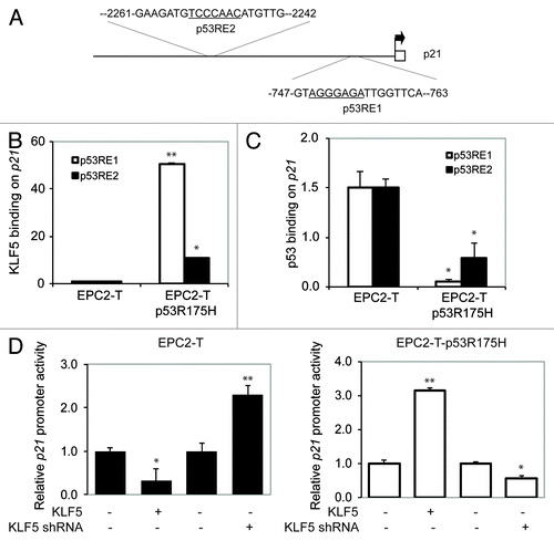 Figure 3. KLF5 directly binds and transactivates p21Waf1/Cip1 in the presence of p53R175H. (A) The 5′ upstream regulatory region of p21Waf1/Cip1 contains two putative KLF5 binding sites (underlined) within two p53 response elements (p53RE1 and p53RE2). (B) Quantitative ChIP revealed that KLF5 binding on p21Waf1/Cip1 was markedly increased in cells with p53R175H as compared with cells with wild-type p53. (C) A reciprocal pattern was seen for p53 binding to p21Waf1/Cip1. (D) Luciferase reporter assays revealed that KLF5 repressed p21Waf1/Cip1 in EPC2-T cells but was a transcriptional activator of p21Waf1/Cip1 in EPC2-T-p53R175H cells. *p < 0.05, ** p < 0.01