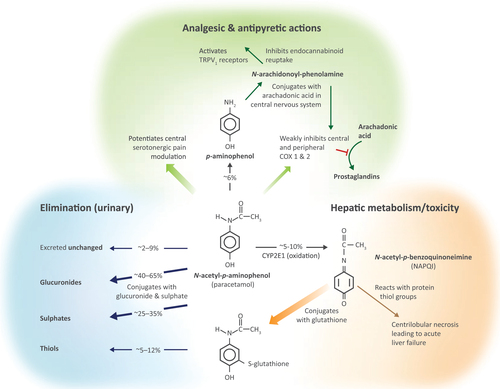 Figure 1. Paracetamol (N-acetyl-p-aminophenol) pharmacotherapeutic mechanisms, metabolism, and toxicity. Abbreviations. TRPV, transient receptor potential cation channel subfamily V; CYP2E1, cytochrome P450 2E1; COX, cyclooxygenase.