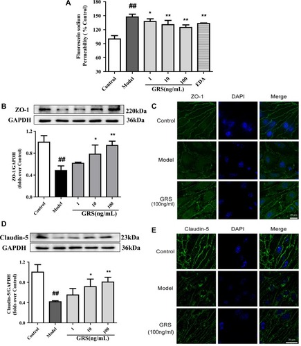 Figure 6 Effects of GRS on TJ protein expression in OGD/R-treated bEnd.3 cells. Cells were pretreated with GRS (1-100 ng/mL) and EDA (100 μmol/L), and subjected to OGD for 6 h followed by reperfusion for 18 h. The barrier function protection effect of GRS was evaluated with sodium fluorescein assay. (A) Protective effect of GRS against OGD/R-induced bEnd.3 cell injury. Results are expressed as means ± SD, n = 5. ##P < 0.01 vs Control; *P < 0.05 vs Model; **P < 0.01 vs Model. (B) ZO-1 protein levels were quantitatively analyzed via Western blot. (C) Representative confocal immunofluorescent images of ZO-1 (green) and DAPI-stained nuclei (blue). (D) Western blot analysis of claudin-5 protein expression. (E). Confocal immunofluorescent images of claudin-5 (green) and DAPI-stained nuclei (blue). Results are presented as means ± SD, n = 3. ##P < 0.01 vs Control; * P < 0.05 vs Model; ** P < 0.01 vs Model.