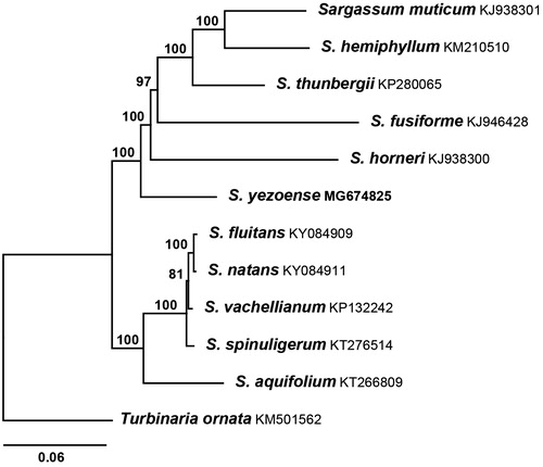 Figure 1. Maximum-likelihood phylogenetic tree of S. yezoense and 11 other species. GenBank accessions were indicated with species name except S. yezoense. The specimen of S. yezoense was deposited at the National Marine Biodiversity Institute of Korea (MABIK) under the accession number AL00070893.