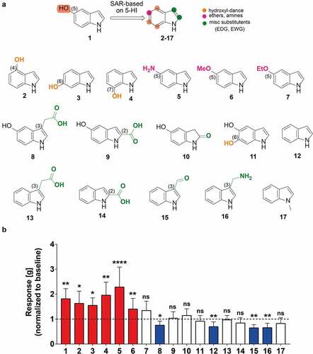 Figure 3. 5-hydroxyindoles analogues have various effects on rat colonic contractility. (a) Chemical formulations of 5-hydroxyindole analogues. Top formula shows 5-hydroxyindole and structure-activity relationship based on 5-hydroxyindole. The hydroxyl-group dance on the indole core at the 4, 6, 7-position is highlighted by the Orange color. The 5-position is highlighted by the magenta color. The 2- and 3-position of the indole core which are prone to various electrophilic additions is highlighted by the green color. Formulas below show 5-hydroxyindoleCitation1 analogues: 4-hydroxyindole;Citation2 6-hydroxyindole;Citation3 7-hydroxyindole;Citation4 5-aminoindole;Citation5 5-methoxyindole;Citation6 5-ethoxyindole;Citation7 5-hydroxyindole-3-acetic acid;Citation8 5-hydroxyindole-2-carboxylic acid;Citation9 5-hydroxyoxindole;Citation10 5,6-dihydroxyindole;Citation11 Indole;Citation12 Indole-3-acetic acid;Citation13 Indole-2-carboxylic acid;Citation14 Indole-3-carboxaldehyde;Citation15 (1 H-Indol-3-yl)methanamine;Citation16 1-methylindole.Citation17 (b) Analogues of 5-hydroxyindole and their effect on the rat colonic contractility normalized to the respective baselines (n = 5–12; number of rat tissues used for each experiment). Red bars represent stimulants and blue bars represent inhibitors of the rat colonic contractility and white bars represent analogues with no effect. Data were analyzed using the Wilcoxon matched-pairs (before/after) signed rank test (*p < .05; **p < .01; **** p < .0001). Error bars represent SEM. Abbreviations: SAR, structure–activity relationship.