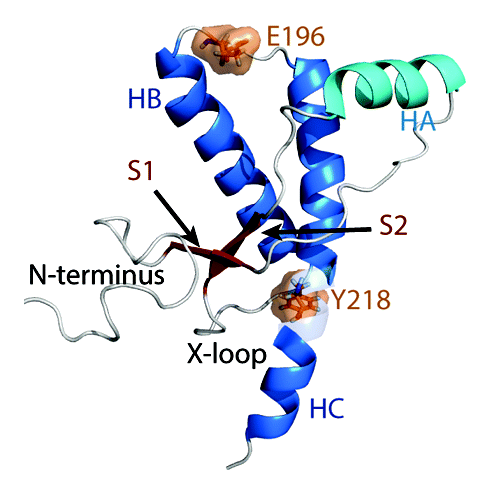 Figure 1. Native structure of the human PrP. Starting structure for WT PrP MD simulations. Structure of residues 128–228 was obtained from PDB 1QLX. Structure of the flexible N-terminus (residues 90–127), and C-terminus (residues 229–230) were constructed manually. Helices HB and HC are colored in blue and HA is colored in cyan. Native strands (S1 and S2) are colored in dark red. The remaining loop regions are in gray. Mutation sites are indicated in orange.