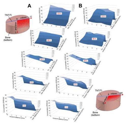 Figure 7 Two-dimensional concentration graphs of the model drug (rhodamine B [RhB]) released from implants based on titania nanotube (TNT) arrays on the surface of titanium (Ti) wires. The graphs show spatial distribution in the trabecular bone samples: drug distribution is presented at (A) the vertical (vert) plane (x-z) of the bottom part of the bone and (B) the horizontal (horizont) plane (x-y) from the implant surface at different release times (1, 4, 24, 96, and 120 hours [h]).Note: The concentration changes are presented only for a selected area of bone (one quadrant), as illustrated in the bone diagrams (left and right).