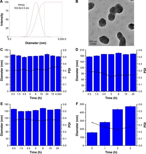 Figure 4 Characterization of the PPHC nanoparticle.Notes: (A) Size measurement by DLS. (B) Morphology reflected by TEM. (C) Size stability of PPHC while stored at 4°C, (D) in the presence of PBS, and (E) in the presence of 1640 medium containing 10% FBS at different time. (F) Size fluctuations of PPHC nanoparticles after incubated with 2 mM H2O2. The concentrations of Cur were all kept at 35 μg/mL. The data are shown as mean ± standard error of mean (n=3).Abbreviations: PPHC, curcumin-coordinated reactive oxygen species-responsive nanoparticle; DLS, dynamic light scattering; TEM, transmission electron microscopy; PBS, phosphate-buffered saline; FBS, fetal bovine serum; H2O2, hydrogen peroxide; Cur, curcumin; PDI, polydispersity index.