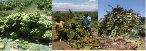 Figure 4. Banana plantations and harvested banana fruit waiting for collectors at road side in Arba Minch