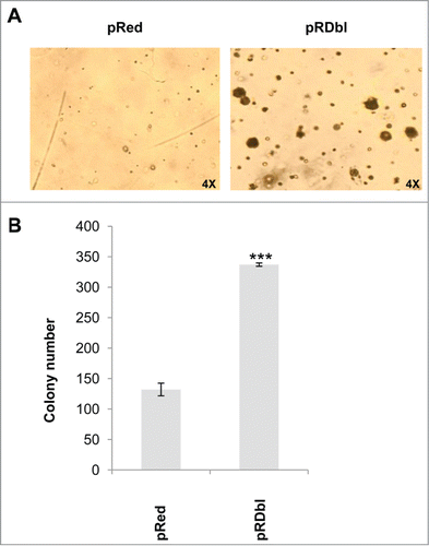 Figure 4. Dbl oncogene induces anchorage independent growth of MCF-10 A cells. pRed and pRDbl MCF-10 A cells were cultured as indicated in "Materials and methods." Colonies were scored after 14 days and photographed. (A) Representative photomicrographs are shown. (magnification: 4X) (B) The colony number was quantified from 3 independent soft agar assays. *** P < 0.001.