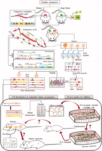 Figure 9. Sleeping Beauty transposon-based functional oncogenomics. An overall scheme depicting key steps for employing the SB system for oncogenomics. The conditional insertional mutagenesis begins with the generation of transgenic lineages of the chosen model system, popularly referred to as the mutator (transposon) and jump-starter (transposase) lineages. The mutator lineage is transgenic for a custom-engineered transposon (red double-headed arrow) that can be mobilized by the SB transposase (green pie). The mutator transposon is designed so that by virtue, it can promote, alter or even terminate expression of endogenous reading frames upon SB mediated insertion in either orientations eventually leading to gain and/or loss of functions. This entire scenario can be rendered “conditional” by restricting the activity of SB to specific tissues or organs of choice by placing it under the command of appropriate promoter. The double-transgenic animals are aged for development of relevant cancer phenotypes. The next step involves the identification of the transposon integration sites that very likely resulted in the observed phenotypes. This primarily involves extraction and digestion of the DNA from which these sites are recovered by LM-PCR, barcoded and sequenced by next generation sequencing. The recovered sites are mapped on the genome, and subjected to a statistical analysis to identify common integration sites (CISs) that were present in majority of the tumors. Shortlisted candidates are further validated by reverse genetic approach as illustrated in the figure. Abbreviations: SA: splice acceptor; PA: poly-A tail; pro: promoter; SD: splice donor; GOF: gain of function; LOF: loss of function; Chr: chromosome; LM-PCR: linker-mediated PCR; NGS: next generation sequencing; CIS: common integration sites. A color version of the figure is available online (see color version of this figure at www.informahealthcare.com/bmg).