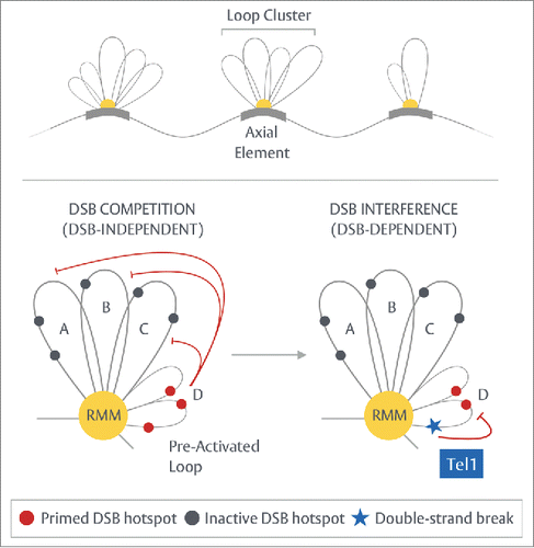Figure 4. Prospective “loop cluster” model of DSB competition. Top - During early prophase I, short stretches of axial element nucleate at scattered regions across each chromosome.Citation73,74 Upon this platform, the first meiotic loops may begin to assemble, associating together into individually acting, isolated units. Bottom – Building upon the tethered-loop axis model, we propose that within any such clustered unit, limited availability of, or access to, essential factors such as RMM (the Rec114-Mei4-Mer2 complex), coupled to a differential ability of each loop to establish a tether, could generate DSB competition by means of competitive tethering—lowering the frequency of DSB formation within the remainder of the associated loops in a proactive, DSB-independent manner. Under wild-type conditions, DSB formation subsequently induces Tel1ATM-dependent DSB interference—a process that may inhibit or dismantle cluster units thereby suppressing further DSB formation in the immediate region. As illustrated here, the apparent Tel1-independency of DSB competition suggests the strong, repressive effect observed around strong hotspots is in fact, a composite of two distinct processes.