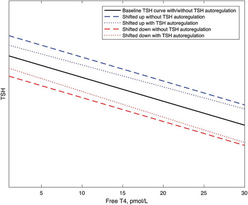 Figure 6. The deduced effect of autoregulation to dampen shifts up or down in the TSH curve due to changes in the tsh curve. With shifts up and down to the tsh curve, the corresponding shifts to the baseline TSH curve are less in the presence of autoregulation.