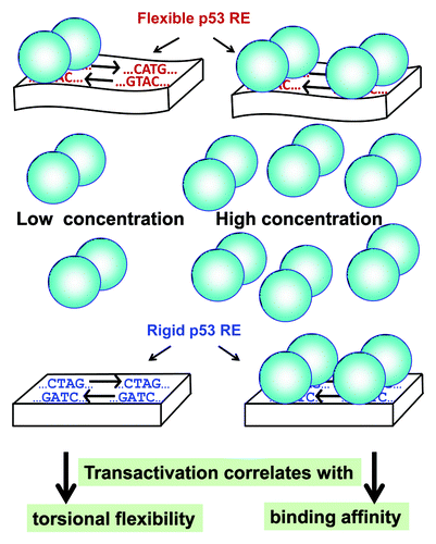 Figure 1. Model of p53 bound to DNA at low (left) vs. high (right) p53 concentrations. p53 dimers are schematically represented by two connected balloons. The DNA RE is represented by a rectangular block when the DNA is rigid (containing the rigid CTAG motif) or by a wavy rectangular block when the DNA is flexible (containing the flexible CATG motif). The drawing is not to scale. The DNA double helix is narrower than the p53 spheres bound to it.