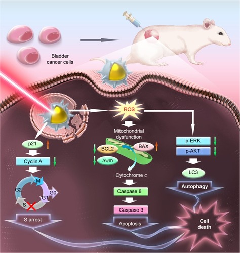 Figure 10 Possible molecular mechanisms of Au–Ag@PDA NPs as photothermal conversion materials for bladder cancer therapy.Abbreviations: NPs, nanoparticles; PDA, polydopamine.