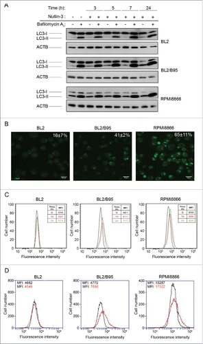 Figure 4. Effect of nutlin-3 treatment on autophagy induction in EBV-negative and EBV-positive latency III lymphoid cell lines. (A) Cells preincubated (30 min) with or without BAF (100 nM) were treated with nutlin-3 for various times. Expression of LC3-I and LC3-II was tested by western blotting of whole cell lysates. (B and C) Cells treated with nutlin-3 for 16 h were stained with MDC. The percentages of cells (means from 3 independent experiments) with MDC stained dots were assessed by fluorescence microscopy (B). The MFI of MDC stained dots was assessed by flow cytometry (C). (D) Cells incubated with or without nutlin-3 for 16 h were stained with the Cyto-ID Autophagy detection kit. The MFI of cyto-ID staining was assessed by flow cytometry.