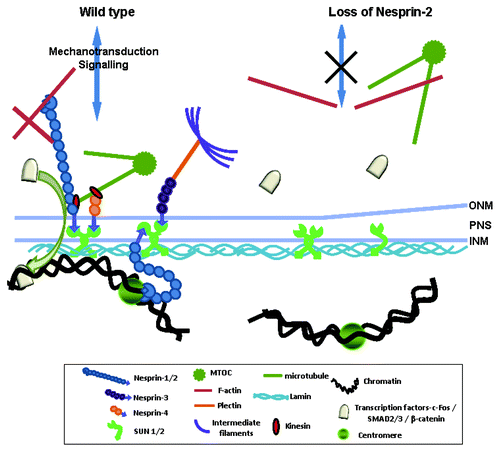 Figure 10. Proposed mechanisms of Nesprin-2 involvement in cell migration, proliferation and transcription regulation. In WT Nesprin-2 at the ONM together with other NE proteins connects the nucleus to the actin cytoskeleton (LINC complex). The LINC complex (Nesprin-SUN) and associated proteins can transduce signals from the cytoplasm to the nucleus. Nesprins can transduce either mechanic signals through the LINC complex to the nucleoplasm and are also involved in signal transduction processes through interaction with transcription factors. Gene transcription may also be affected through interactions of NE proteins with chromatin thereby altering the status of chromatin from being inactive or being actively transcribed and vice versa. In KO cells F-actin distribution and status of heterochromatin is altered. Expression and availability of transcription factors is reduced and leads to reduced cell proliferation.