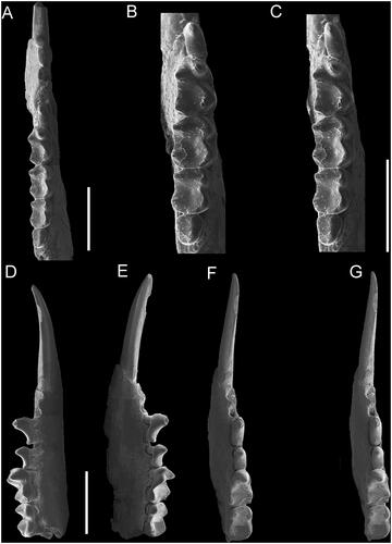 Figure 3. Acrobates magicus sp. nov. A–C, QM F61153 holotype. A, occlusal view, Ri1–m4; B, C, occlusal stereopair, Rp3–m4. D–G, QM F61154, Ri1, p2–m2. D, buccal view; E, lingual view; F, G, occlusal stereopair. Scale = 2 mm. [169 mm width].