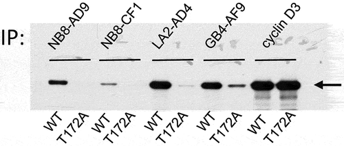 Figure 4. CDK4 T172-phosphospecificity of cloned mAbs.