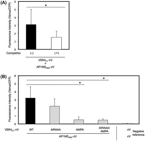 Fig. 8. Effects of mutated amino acids in predicted CRSs on the interaction between a part of AP1M2RBD with VSR4CT by a BiFC assay.