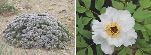 Figure 2. Species of two genera in which Quaternary speciation occurred in Asia. Left: Acanthophyllum laxiusculum (Photographic credit: Atefeh Pirani); Right: Paeonia jishanensis (Photographic credit: Fangyun Chen).