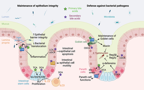 Figure 3. Bile acid-mediated regulation of intestinal barrier function. Bile acids favor the maintenance of epithelial integrity. Indeed, bile acid-mediated activation of TGR5 and FXR receptors in intestinal epithelial cells increases the expression of tight junction proteins, thus improving epithelial barrier integrity and limiting bacterial translocation and inflammation.Citation60, Citation72–74 LCA and UDCA prevents intestinal epithelial cells apoptosis and limit inflammation.Citation75 LCA-mediated activation of PXR promotes intestinal epithelial cell motility,Citation76 while TCA and DCA modulates Src/EGFR/ERK pathway activation to regulate intestinal stem/epithelial cell proliferation.Citation77 DCA also indirectly modulates intestinal stem cells proliferation and differentiation by modulating IL-22-producing type 3 innate lymphoid cells.Citation78 Bile acids also promote defense against bacterial pathogens by preventing loss of goblet cells in an FXR-dependent manner Citation73 and favoring Muc2 expression and mucin production in an FXR-independent manner.Citation79 In Paneth cells, primary bile acid-mediated TGR5 activation induces an endoplasmic reticulum stress that limits α-defensins production,Citation80 while the secondary bile acid CDCA increases the release of α-defensins by Paneth cells and of Reg3α and Reg3γ by IECs.Citation79 However, DCA inhibits FXR in Paneth cells, thus impairing their function.Citation81 Abbreviations: CDCA, chenodeoxycholic acid; DCA, deoxycholic acid; ER, endoplasmic reticulum; FXR, farnesoid X receptor; IL-22, interleukin 22; ILC3, type 3 innate lymphoid cells; LCA, lithocholic acid; PXR, pregnane X receptor; Src/EGFR/ERK Src-mediated epidermal growth factor receptor and extracellular signal-regulated kinases activation; TCA, taurocholic acid; TGR5, Takeda G protein-coupled receptor 5; UDCA, ursodeoxycholic acid. Created with BioRender.com.