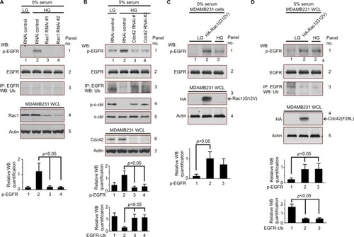 Figure 4 High glucose regulates EGFR activity through GTPase.