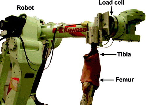 Figure 1 The robotic testing system with a knee specimen installed